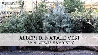 Alberi di Natale veri ep. 3 - specie e varietà