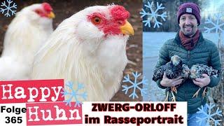 The perfect chicken breed for winter? Orloff chickens and Orloff bantams with ENGLISH subtitle