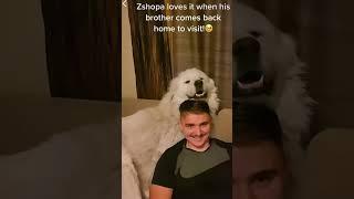 Zshopa, the Great Pyrenees is so happy his brother came to visit  he’s all smiles and cuddles