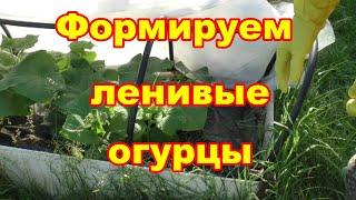 Что бы были огурцы, растения надо формировать!