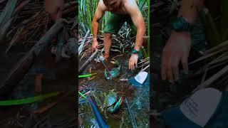 Gaint Mud Crab catching in jangal #crab #hunting #shorts