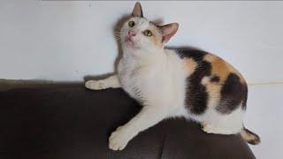 Living With Meow Cats for life #catvideos #cutecat #Cats #catlovers #pets @furry-cornerz