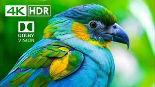 BEST OF Dolby Vision HDR 4K Video ULTRA HD (60 FPS)