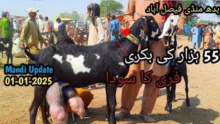 Today Latest Update Faisalabad Bakra Mandi ≡0316.16000.51≡ 01-01-2025