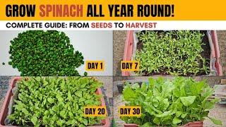 How to Grow Spinach at Home ALL Year Round | COMPLETE Guide of Spinach Growing from Seeds to Harvest