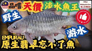 【KL2024 EP26】品嚐人生必食天價淡水魚王野生游水原生翡翠忘不了魚【港人大馬生活】訂閱突破1️⃣.4️⃣8️⃣萬