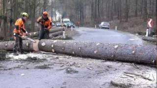 Baum Fällt! Timber!