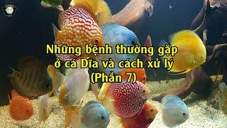 Bệnh Ký Sinh Trùng Của Cá Dĩa Và Cách Xử Lý  | Discus House Aquarium