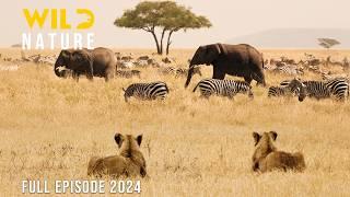 WILD TANZANIA | Survival Challenges in the Land of Predators | Animal documentary