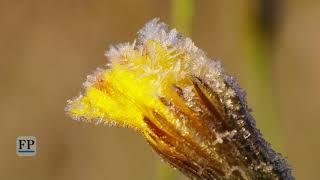 Frostiger Spätsommer in Kühnhaide