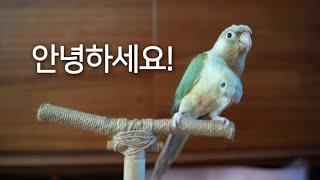 [앵무새훈련] 4회-인사 훈련 '안녕하세요'  parrot training 'hello'