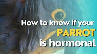 Is your parrot hormonal? How to know and what to do