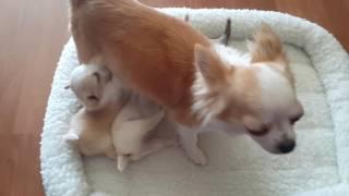 4 wk Chihuahua puppies at the milk bar