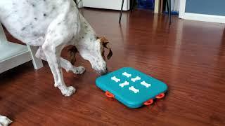 Dog (Enrichment) Toy Review - Outward Hound / Nina Ottosson; Dog Casino