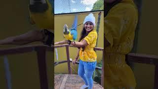 Chinnamma chilakamma 🫰🫶️#ytshorts#trending#viralshort#macaw