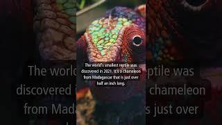 Today's Insight: Chameleon #shorts #facts #information #knowledge #chameleon #madagascar #daily