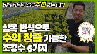 삽목 번식으로 수익 창출 가능한 조경수 6가지 / 판매전략 / 부업 가능 / 초보자도 가능한 조경수