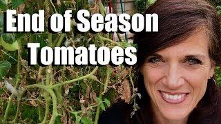 Tomato Plants: What to Do at the End of the Season