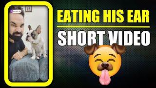 Eating My Dogs ear and His Reaction on it  Funny French Bulldog #shorts Video | Harpreet SDC