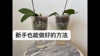 【21047】推荐个好方法，蝴蝶兰新手也很容易掌握，简单不易烂根，水苔水培/水苔水汽 // 静姐说花605 -0