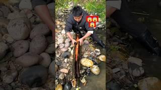 Fish trapping!! Gold fish fishing, carpfishing, bamboo trap carp fish, hand catching carp #fishing