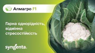 Цвітна капуста Алмагро F1 — надійний гібрид з чудовими смаковими якостями