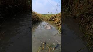 Amazing hook fishing in canal. #fishing #viralvideoシ #viralfishing #hookfishing #catfish