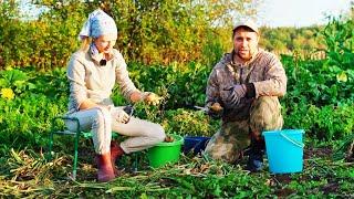 НА ЗАИМКЕ УБОРКА УРОЖАЯ И ПРИБОРКА ТЕРРИТОРИИ | ПРОБУЕМ ПЕРВЫЙ АРБУЗ | КАТАЕМ ОГУРЦЫ И ПОМИДОРЫ