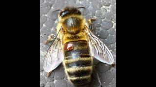 What is a Varroa Mite? Here is one questing and climbing onto a honey bee.