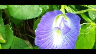 Butterfly pea | Clitoria ternatea | Asian pigeonwings | Bluebellvine | Blue pea