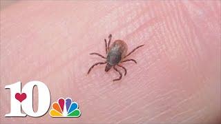 UT Institute of Agriculture urges people to check for ticks after spending time outside