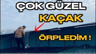 DEV KÜMESE ÇOK GÜZEL BİR KAÇAK GÜVERCİN GELDİ ! BİZDEN KACMAZ