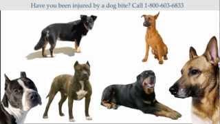 Kentucky Dog Bite Attorney Service (800) 603-6833