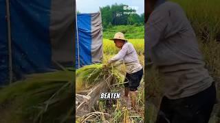 How is rice harvested?