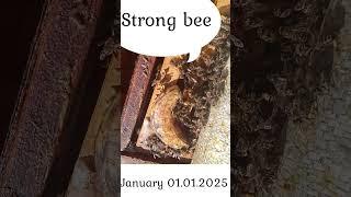 strong bee (Güçlü bölme arı) #arı #arıcılık #arıcı