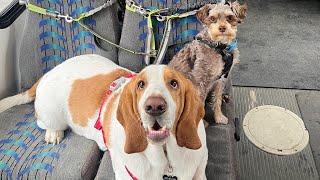 Crunchy Treat Time on Puppy Bus