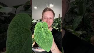 Anthurium Splendid Martina: Mit Neuem Blatt!