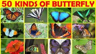 50 Kinds of Butterflies | Butterfly Names in English | Types of Butterflies | Butterfly Vocabulary