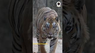 Ek Sath 3 Tigers | Pench Tiger Reserve Forest| Tiger Sighting