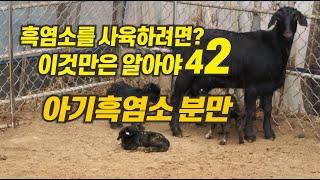 [42] 흑염소를 사육하려면  이것만은 알아야 - 아기흑염소 분만과 캐어