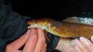 Autumn Night Fishing for Slimy Fish