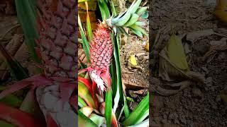 আনারস #Pineapple #paineapple #shortvideo