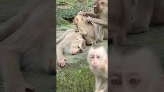 #monkey #shorts