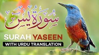 Surah Yasin  NO ADS | Yaseen with Urdu Translation | Quran Tilawat | Tarjuma