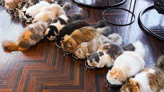 A Day Spent at a Cat Cafe in Tokyo, Japan | Cat Cafe MOCHA Shibuya Center-gai Store