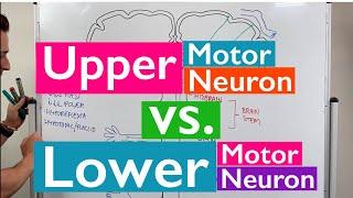 Spinal Cord Injury, Motor Neurons, and Reflexes