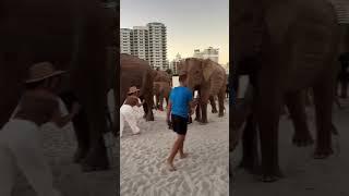 The Great Elephant Migration has landed in Miami Beach! 100 elephants, cost starts at 18k for one.