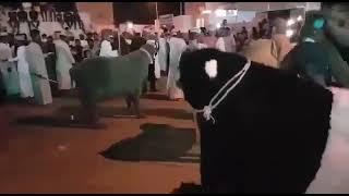 جشن نوروز در استان مٌسَندم و شهر خصب و  یکی از روستاهای ولایت قریات در شمال عمان