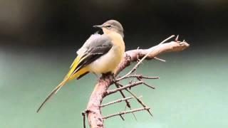 Gebirgsstelze - Grey Wagtail - Motacilla cinerea