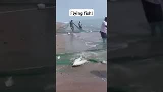 flying fish! #emrandomtv #foryou #fypシ #fishing #flyingfish